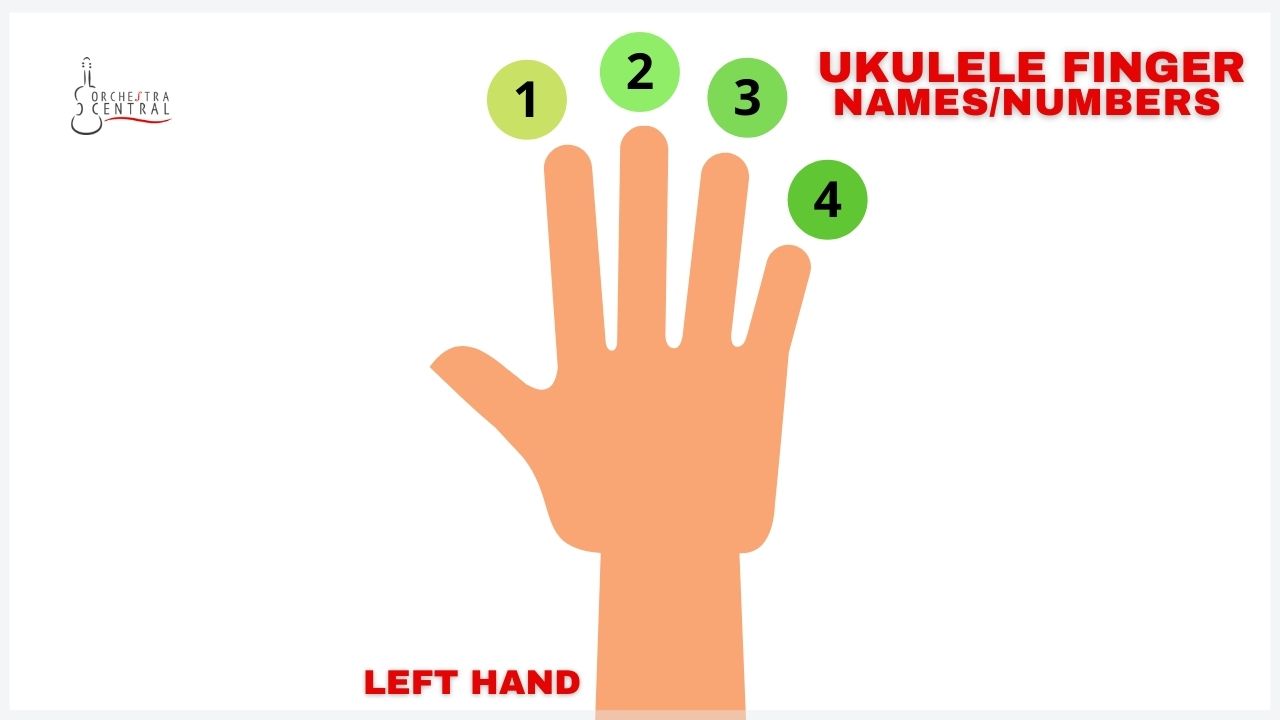 A diagram showing ukulele finger names and numbers